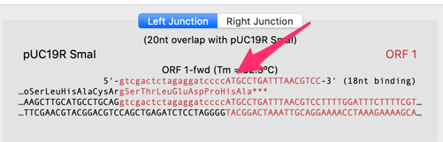 GibsonpUC19SmaORF1LeftJunction