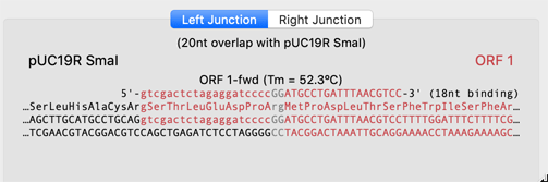 GibsonpUC19SmaORF1LeftJunctionFixedpng