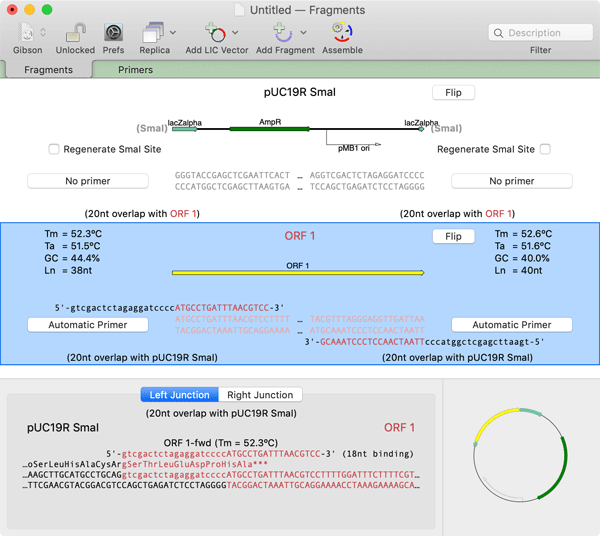 GibsonpUC19SmaORF1