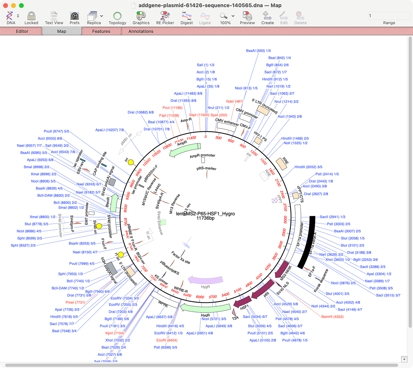 macvector plasmid mapping macvector plasmid mapping