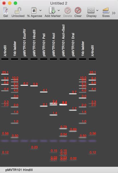 BasicGelSizes