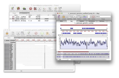 L._paracasei_genomic_scaffold Contig 16 ― Map 2.jpg L paracasei genomic scaffold Contig 16 Map 2