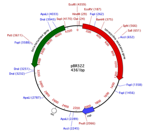pBR322circular.png