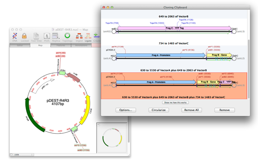 Fig9_pDEST-R3R4.png Fig9 pDEST R3R4