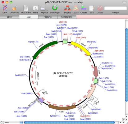 pBLOCK-iT3-DEST.nucl ― Map-1.png