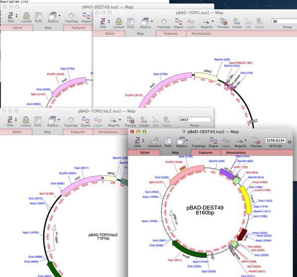 OpenedAraCVectors.png OpenedAraCVectors