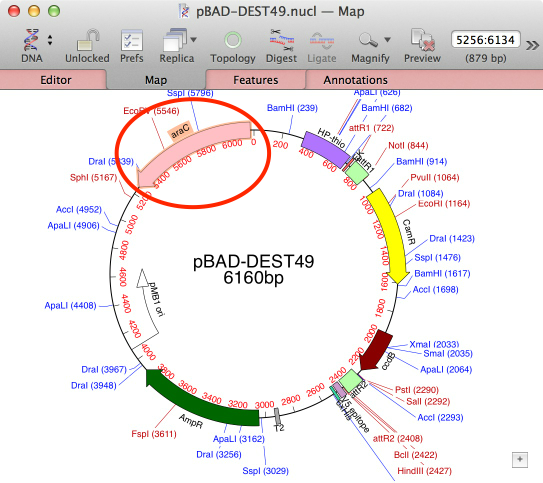 SelectTargetGene.png SelectTargetGene