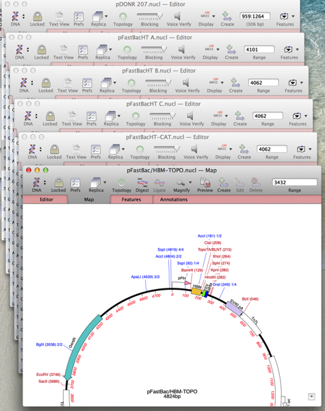 GentamycinVectors.png GentamycinVectors