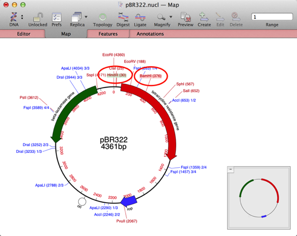 pBR322BamHindHilited.png PBR322BamHindHilited