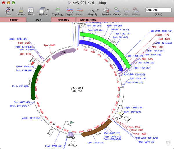 pMV_001_nucl_―_Map.png PMV 001 nucl Map