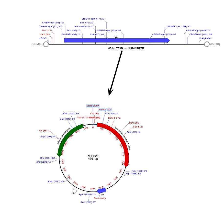 CloningClipboard.png CloningClipboard