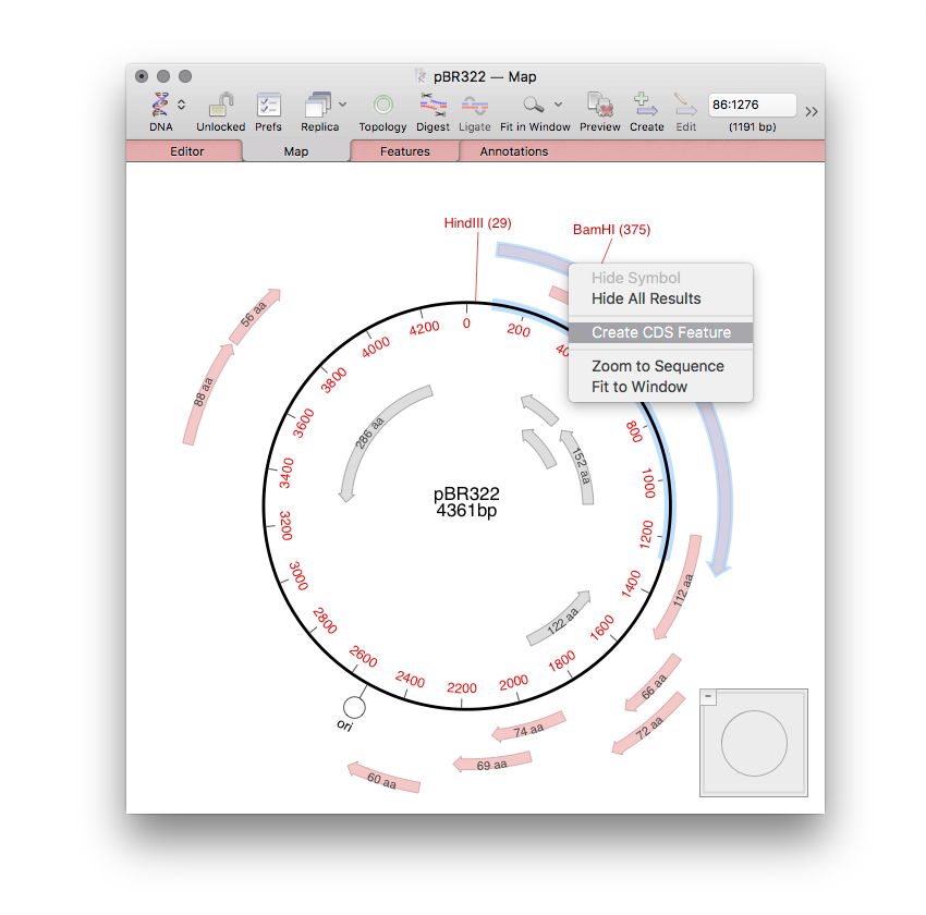 ORF_AutoAnnotate.png ORF AutoAnnotate