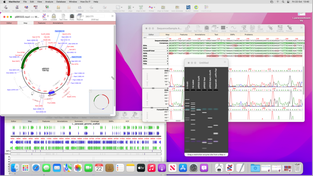 A desktop image of macOS Sequoia