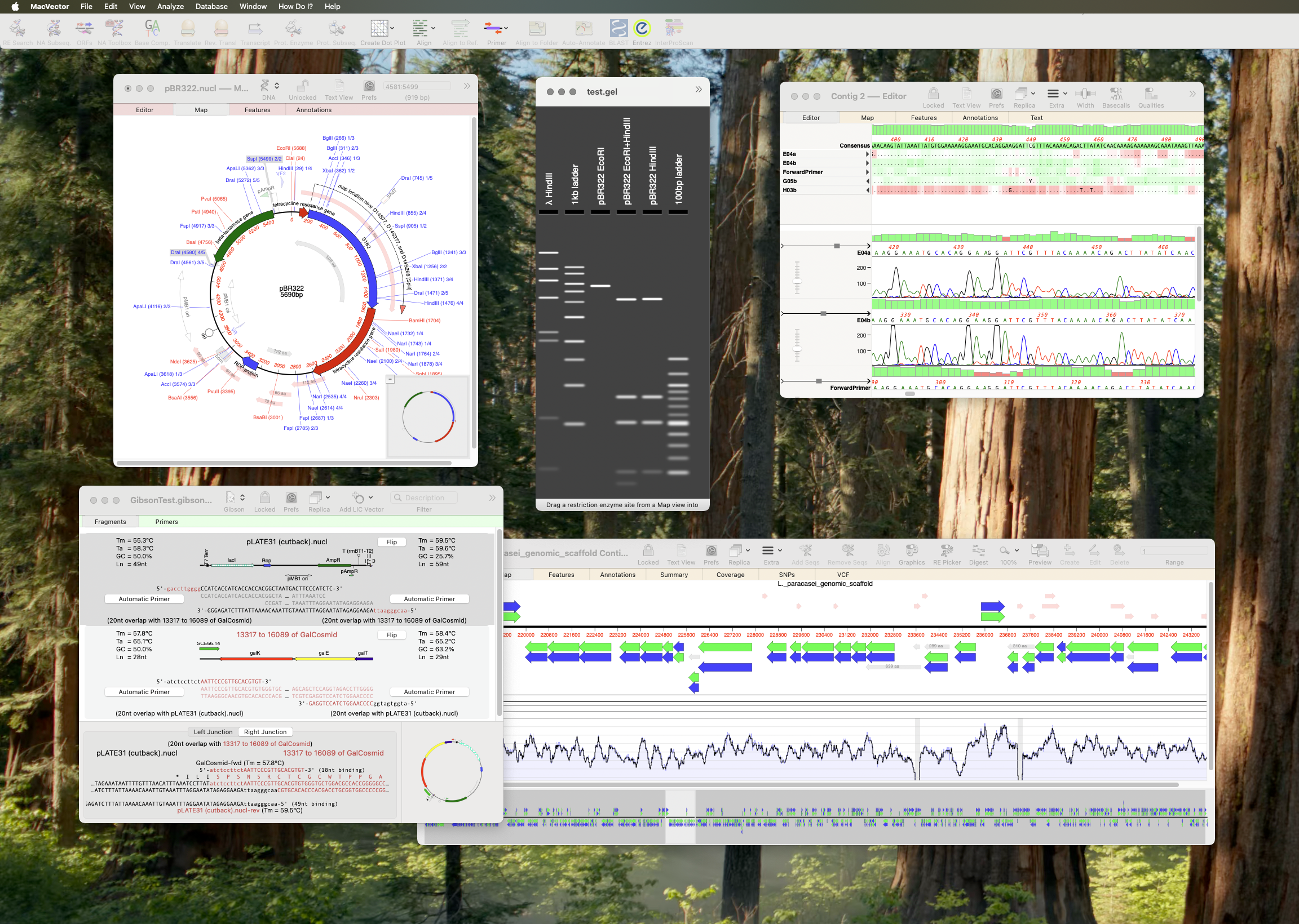A desktop with a forest background and a number of open windows showing DNA sequences
